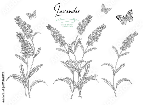 Lavender flowers set. Hand drawn Lavender blossom black and white. Vector illustration sketch.