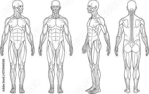 Human anatomy illustration, muscular system, skeletal structure, front and back view, medical reference, educational chart, vector body diagram, realistic