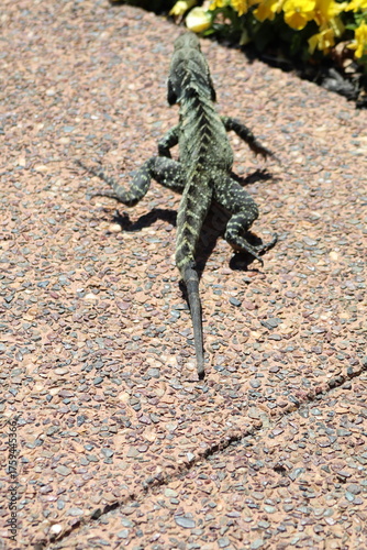 The Australian water dragon