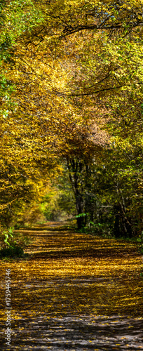 Vertical autumn panorama in a deciduous forest with fallen leaves on the path in sunlight. Perfect for seasonal backgrounds or design projects.