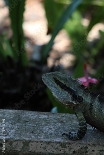 The Australian water dragon
