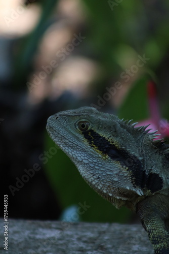 The Australian water dragon