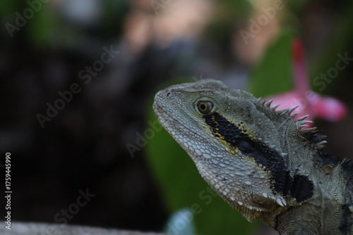 The Australian water dragon