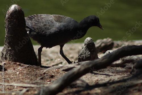 black and white bird