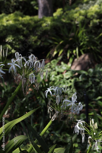 white flowers in the garden