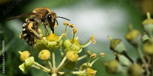 abeille sur une fleur de lierre 2