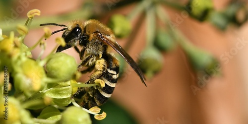abeille sur une fleur de lierre 1