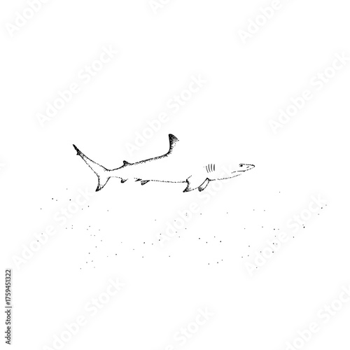 A simple black and white stippled drawing of a shark swimming in the ocean water with white background