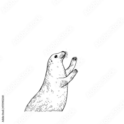 A charming monochrome sketch of a seal standing upright with its flippers raised looking up at something