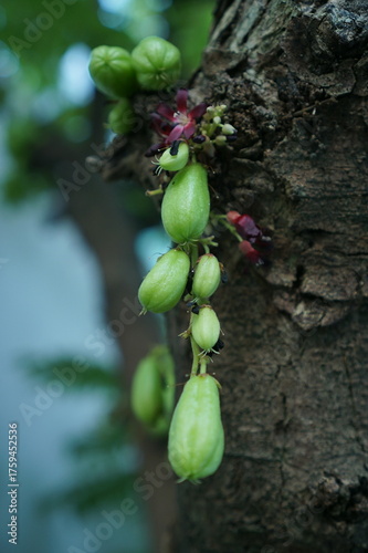 A cluster of sour Bilimbi (Cucumber Tree) fruits hang from a tropical tree branch, set against a soft, bright background. This close-up image is excellent for food, health, or traditional medicine the