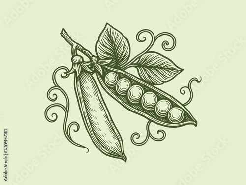 pea pod engraving botanical vegetable illustration vector