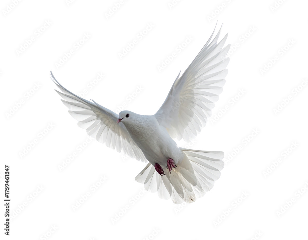 Obraz premium isolated graceful white dove mid-air with wings wide open, concept of peace, purity, and divine messenger