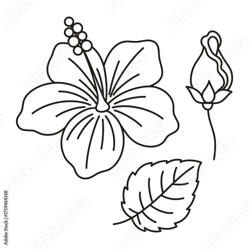 flat outline vector illustration of hibiscus flower
