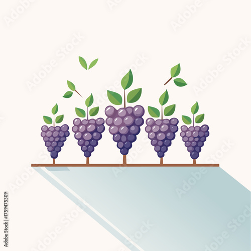 Purple Grapes Growing on Vines in a Row.