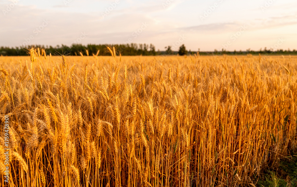 Obraz premium Golden wheat field at sunset. Agricultural background.
