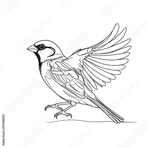 Line drawing of a small bird with outstretched wings