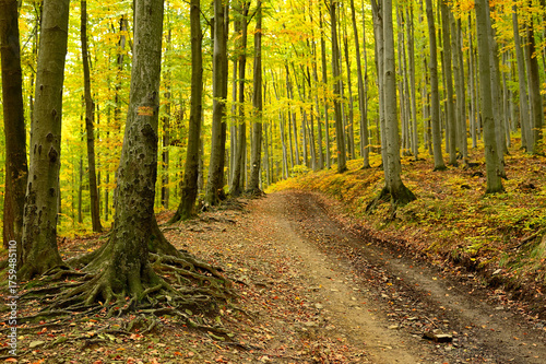 Fototapeta Naklejka Na Ścianę i Meble -  Na górskim szlaku  w Beskidzie Śląskim