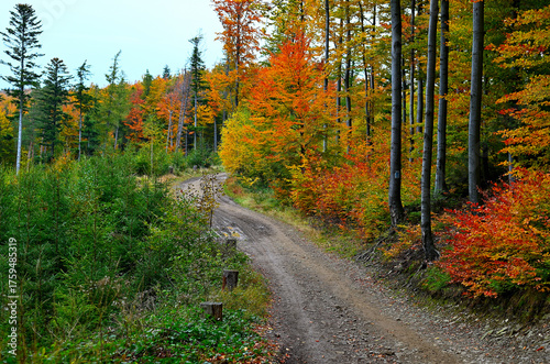Fototapeta Naklejka Na Ścianę i Meble -  Na górskim szlaku  w Beskidzie Śląskim