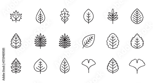 Set of Line Art Leaf Icons Various Forest Tree Types