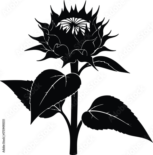 Vector sunflower plant with leaves in black and white silhouette illustration