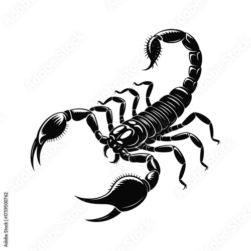 Black venomous scorpion with a raised stinger on its tail, an arachnid dangerously isolated on a white background for a vector illustration or tattoo design