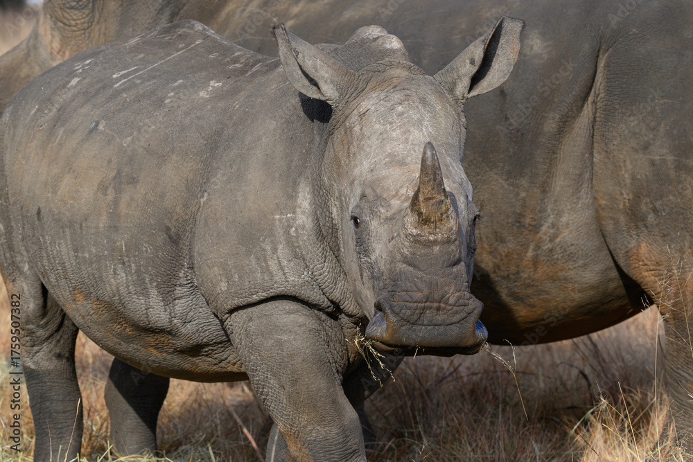 Fototapeta premium A young rhino grazing next to it's mother