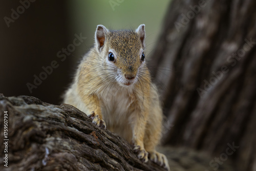 Behang An african tree squirrel on a tree branch