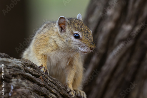 An african tree squirrel on a tree branch