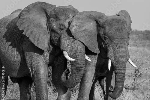 Canvas Print Two adult elephant bulls display affection