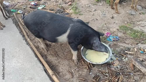 Pigs are omnivores and eat a wide range of foods, including fruits, vegetables, roots, grains, insects, and even some animal matter. In a farm setting, 