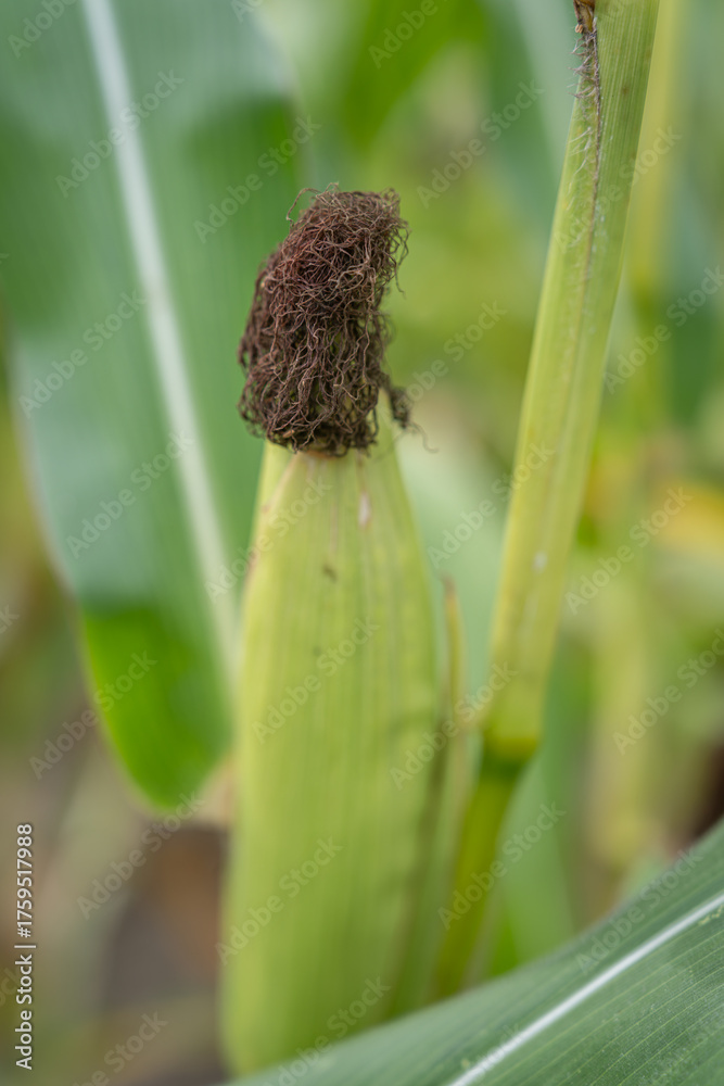 Fototapeta premium Dark silks on a corn ear in a green husk on the plant. 