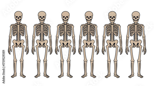 Six anatomical skeletons standing in a row on white background