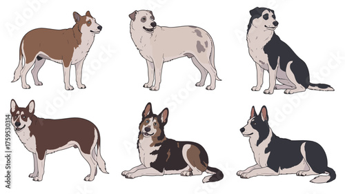 Collection of six different dog breeds posed on white background