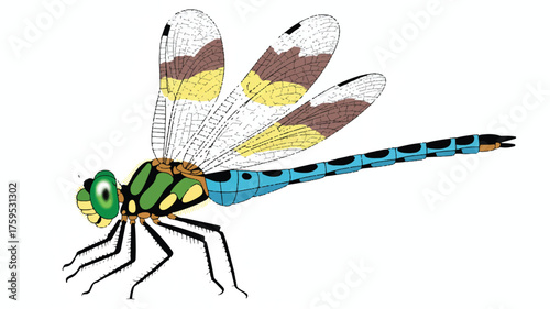 A detailed illustration of a dragonfly against a pure white background 