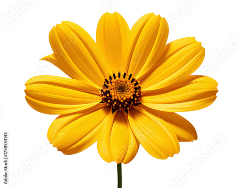 A single yellow flower with a brown center is isolated against a white background in