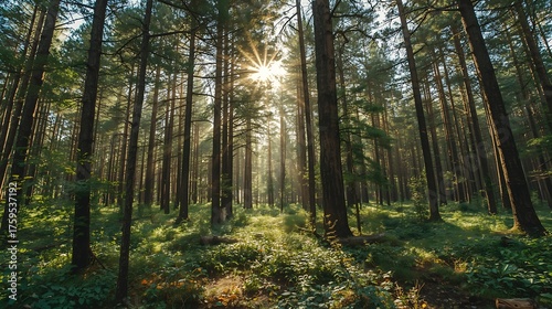 Green foliage bathes in the warm morning sun, lighting a peaceful path through the autumn pine forest