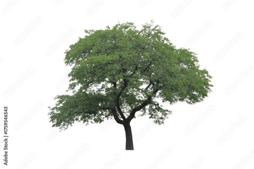 Obraz premium A lush, green tree with full foliage, isolated on a solid transparent background. background removed