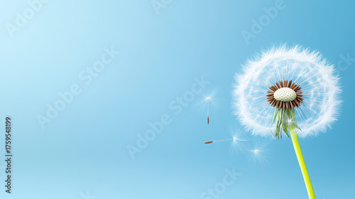 Dandelion seed head with white fluffy seeds blowing in gentle breeze against clear blue sky, evoking calm and peaceful feelings