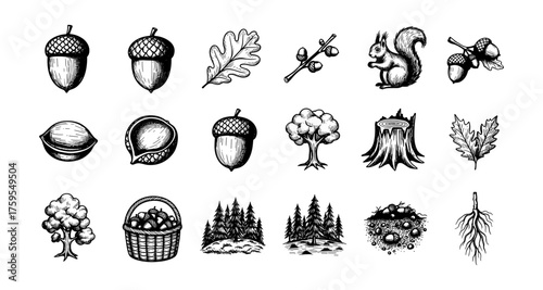 Hand drawn autumn nature elements with squirrel, acorns, and trees in black and white