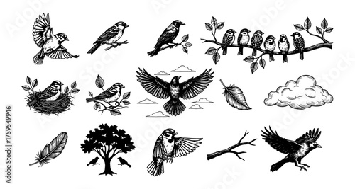 Birds in nature: black and white hand drawn wildlife collection