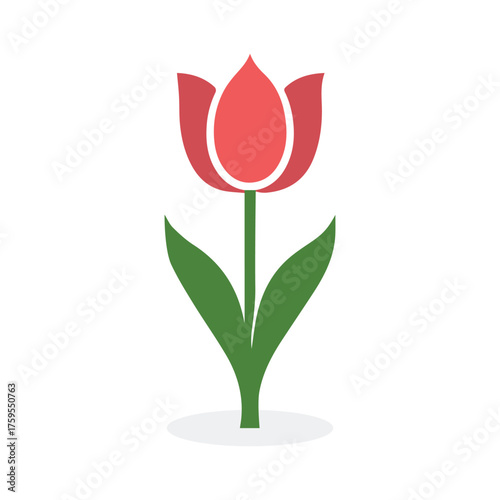Simple red tulip stands tall with its verdant leaves on white background