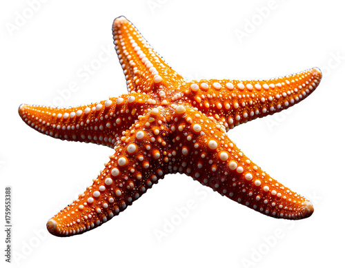 A close up studio shot of an orange starfish with white dots on a black background in 