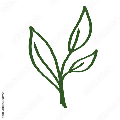 Beautiful Green Tea Leaf Line Art Illustration