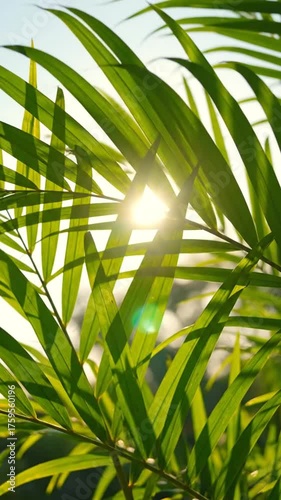 Sunlight filters through vibrant green leaves in a vertical composition