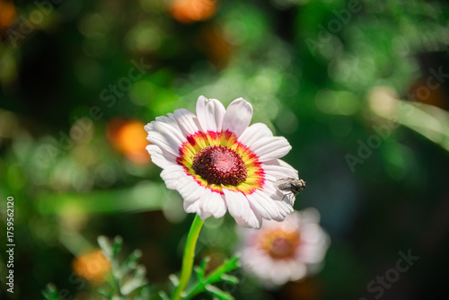 daisy flower in the garden