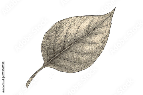 Vector leaf sketching contour shading fine illustration delicate veins crosshatching sketch