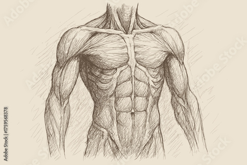 Muscles anatomical muscular pencil layers rib illustration highlighting abdominal sketch vector