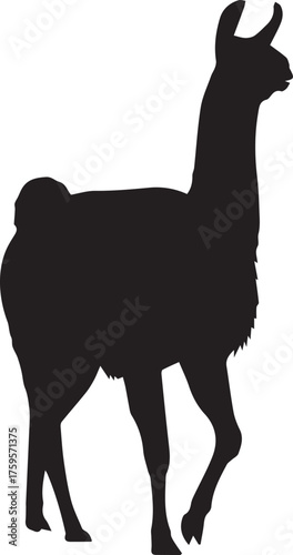 Silhouette of a llama standing gracefully side view isolated on