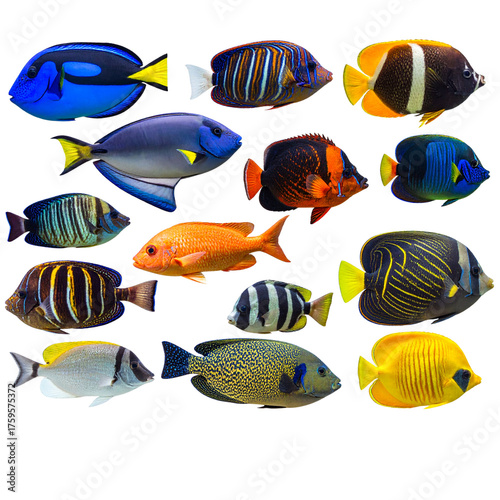 Collection set of colorful tropical fishes isolated on transparent panoramic background, fish header, png web banner 