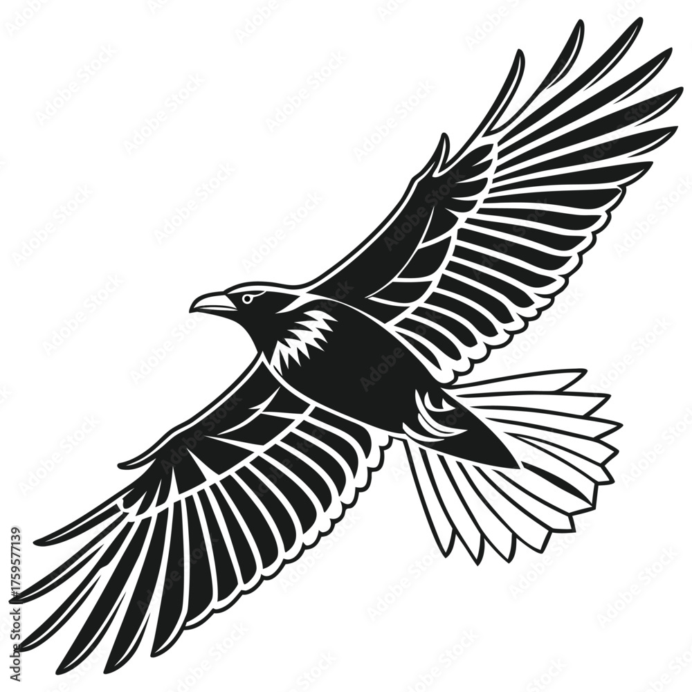 Fototapeta premium crow, bird, wings spread, black and white, detailed, intricate, graphic illustration, vector art 